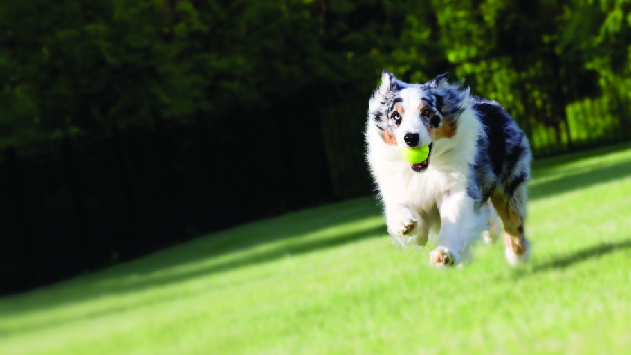 Australian Shepherd running with ball